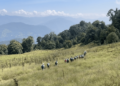 The long way down: Scout leaders walk Monggar’s old route, and invite the world